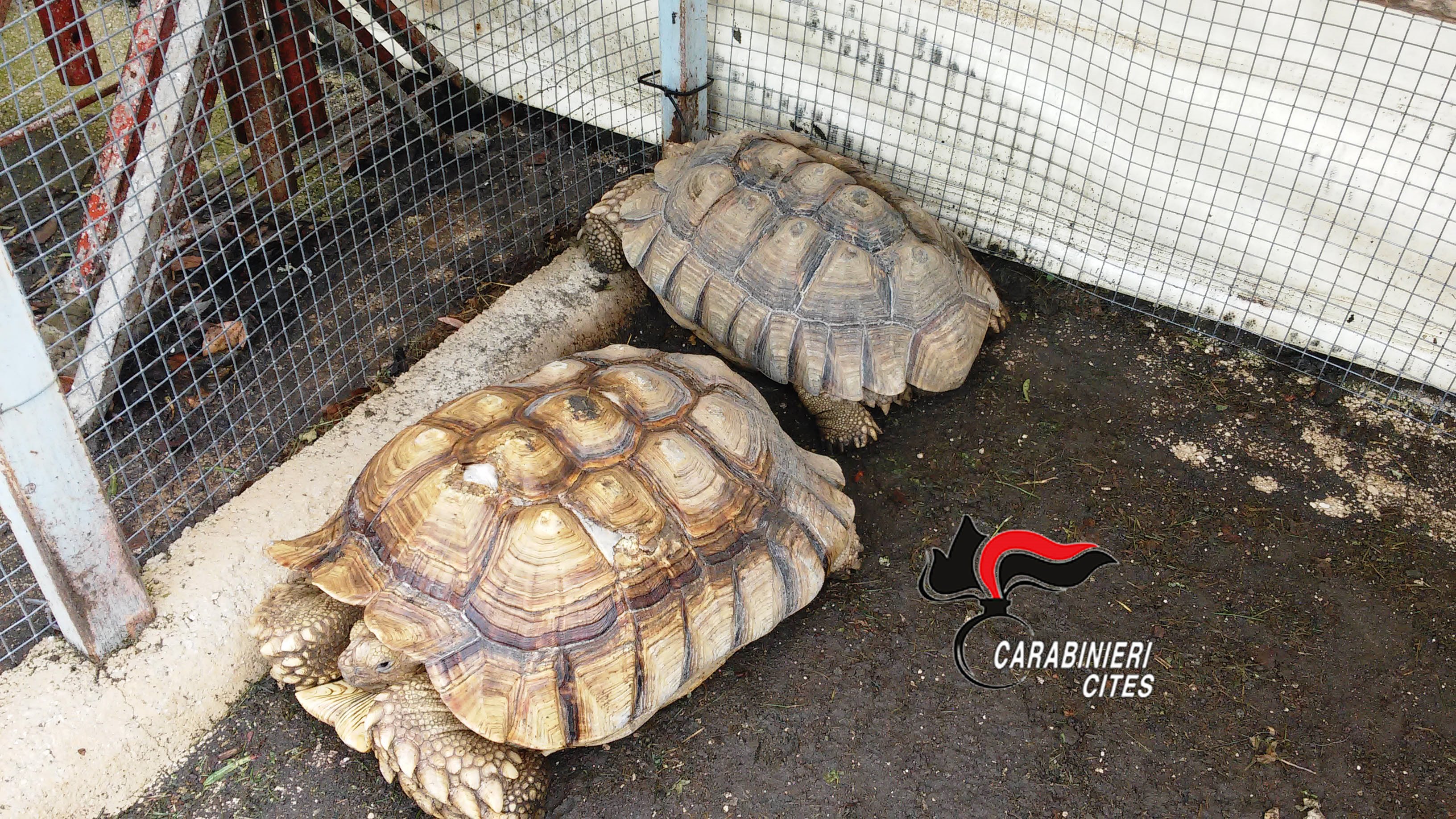  Somma Vesuviana, scoperte 5 tartarughe di specie protetta: coniugi denunciati