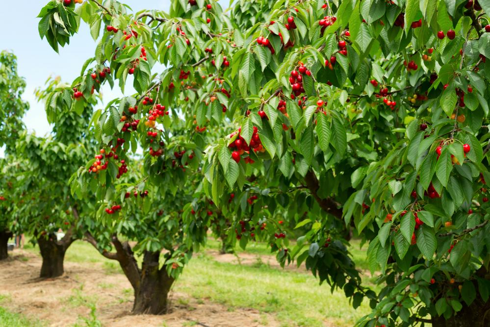  Quest’anno e’ sparito dagli alberi un frutto su quattro per il crollo dei raccolti in tutta Europa a causa del clima pazzo