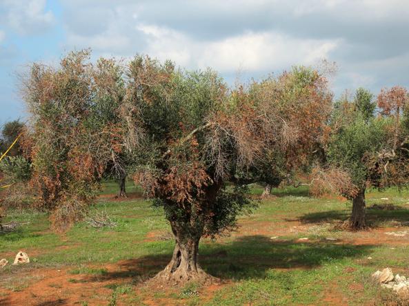  Xylella fastidiosa, in Italia danni alle coltivazioni per 1,2 miliardi di euro