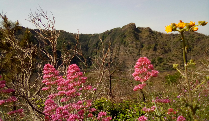  RiforestiAmo il Gigante, oltre mille alberi “rivivono” sul Vesuvio