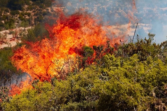  Incendi, una ricerca del CNR sulla resilienza degli ecosistemi