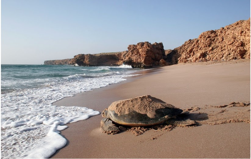  In Oman è tempo di mare: una selezione delle migliori spiagge e spot marini del Sultanato
