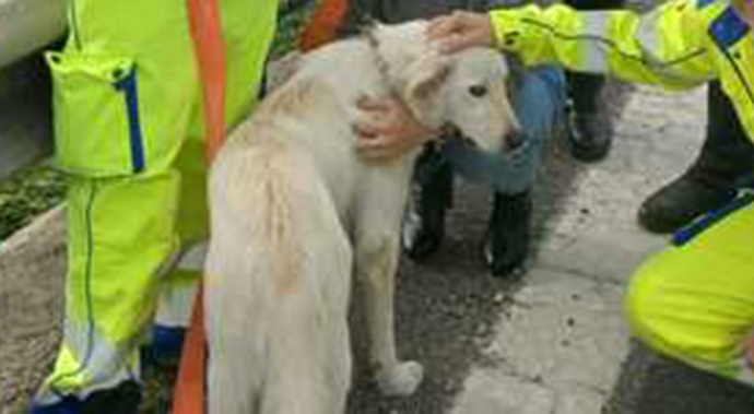  Cane salvato sulla statale a Napoli, si cerca il proprietario