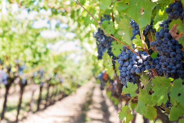  Coldiretti: “Il clima sta di fatto cambiando la geografia del vino mondiale”