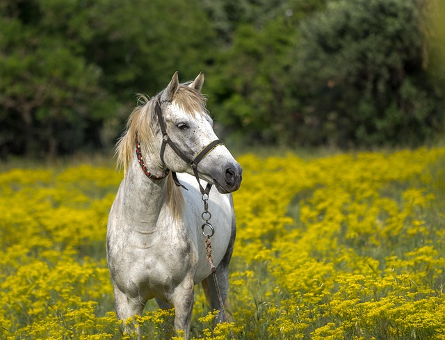  Sono 600mila i cavalli allevati lungo tutta la Penisola per le passeggiate e il turismo