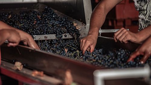 Bisaccia, nel borgo rurale di Oscata una giornata dedicata alla pigiatura ed ai riti della vendemmia
